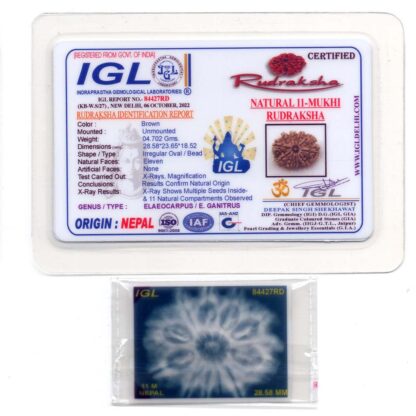 11-Mukhi-Rudraksha-Nepal-Collector-14-Certificate