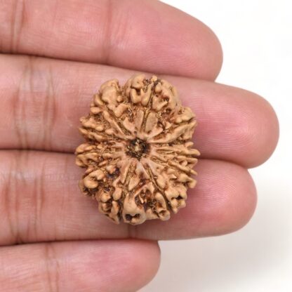 11-Mukhi-Rudraksha-Nepal-Collector-14-Hand