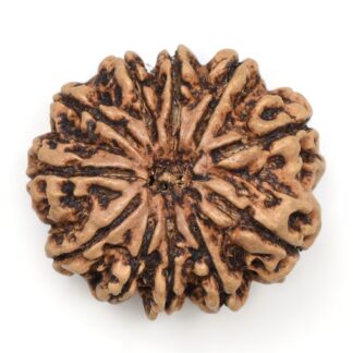 11-Mukhi-Rudraksha-Nepal-Collector-15