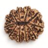 11-Mukhi-Rudraksha-Nepal-Collector-15-Back