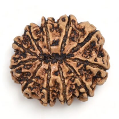 11-Mukhi-Rudraksha-Nepal-Collector-15-Back