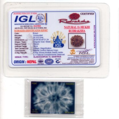 11-Mukhi-Rudraksha-Nepal-Collector-15-Certificate