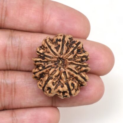11-Mukhi-Rudraksha-Nepal-Collector-15-Hand