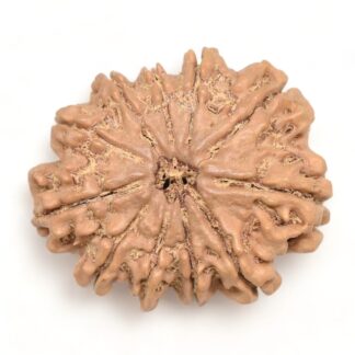 11-Mukhi-Rudraksha-Nepal-Collector-16