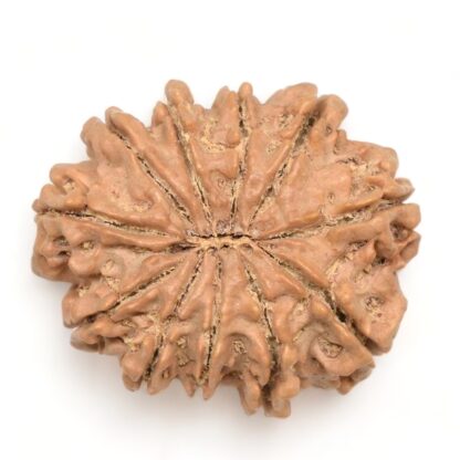 11-Mukhi-Rudraksha-Nepal-Collector-16-Back