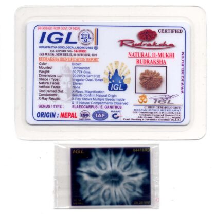 11-Mukhi-Rudraksha-Nepal-Collector-16-Certificate