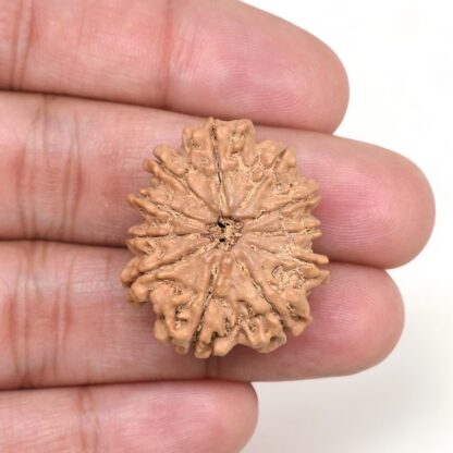 11-Mukhi-Rudraksha-Nepal-Collector-16-Hand
