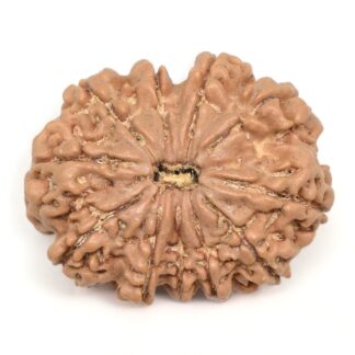 11-Mukhi-Rudraksha-Nepal-Collector-17