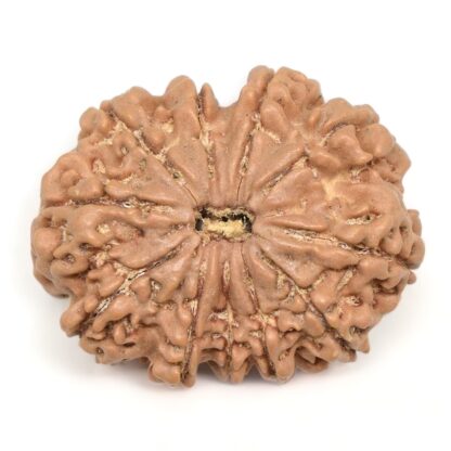 11-Mukhi-Rudraksha-Nepal-Collector-17