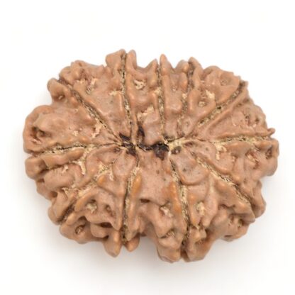 11-Mukhi-Rudraksha-Nepal-Collector-17-Back