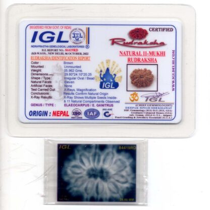 11-Mukhi-Rudraksha-Nepal-Collector-17-Certificate