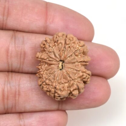 11-Mukhi-Rudraksha-Nepal-Collector-17-Hand