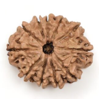 11-Mukhi-Rudraksha-Nepal-Collector-18