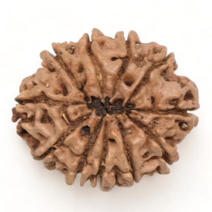 11-Mukhi-Rudraksha-Nepal-Collector-18-Back