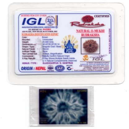 11-Mukhi-Rudraksha-Nepal-Collector-18-Certificate