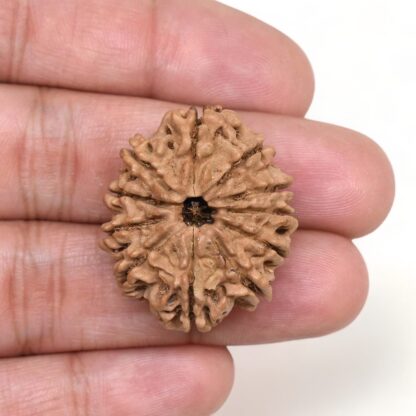 11-Mukhi-Rudraksha-Nepal-Collector-18-Hand