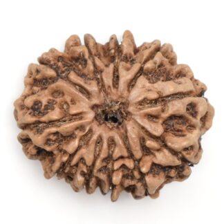 11-Mukhi-Rudraksha-Nepal-Collector-19