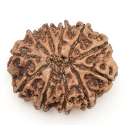 11-Mukhi-Rudraksha-Nepal-Collector-19-Back