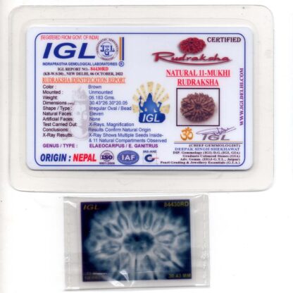 11-Mukhi-Rudraksha-Nepal-Collector-19-Certificate