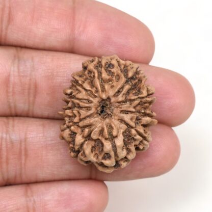 11-Mukhi-Rudraksha-Nepal-Collector-19-Hand