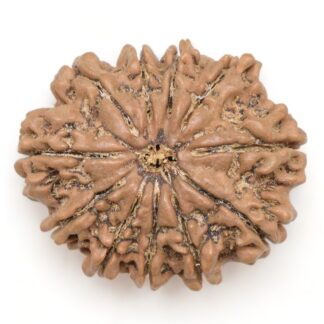 11-Mukhi-Rudraksha-Nepal-Collector-20