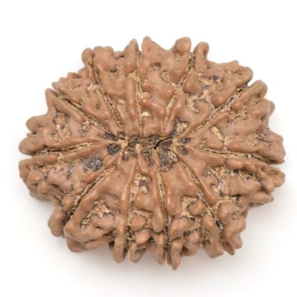 11-Mukhi-Rudraksha-Nepal-Collector-20-Back