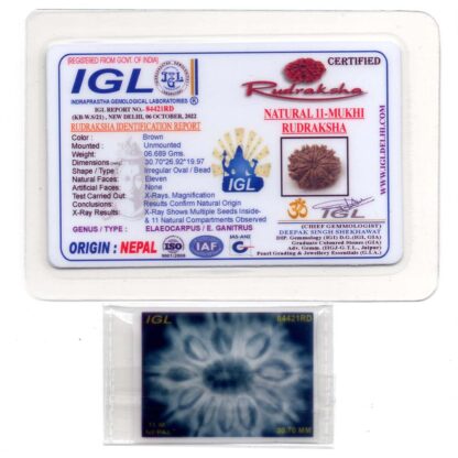 11-Mukhi-Rudraksha-Nepal-Collector-20-Certificate