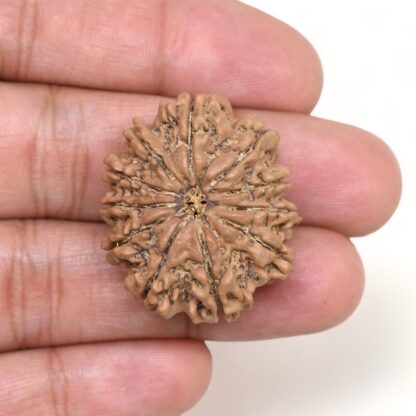 11-Mukhi-Rudraksha-Nepal-Collector-20-Hand