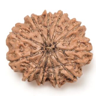 11-Mukhi-Rudraksha-Nepal-Collector-21