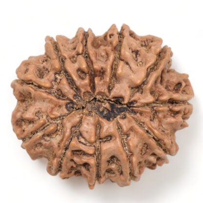 11-Mukhi-Rudraksha-Nepal-Collector-21-Back