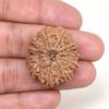 11-Mukhi-Rudraksha-Nepal-Collector-21-Hand