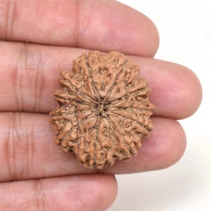 11-Mukhi-Rudraksha-Nepal-Collector-21-Hand