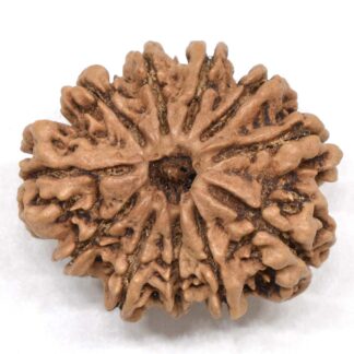 11-Mukhi-Rudraksha-Nepal-Collector-22