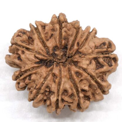 11-Mukhi-Rudraksha-Nepal-Collector-22-Back