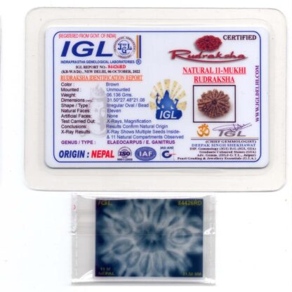 11-Mukhi-Rudraksha-Nepal-Collector-22-Certificate