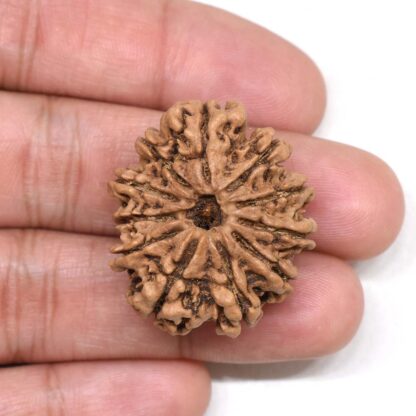 11-Mukhi-Rudraksha-Nepal-Collector-22-Hand