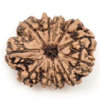 11-Mukhi-Rudraksha-Nepal-Collector-23