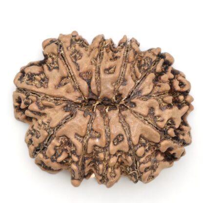 11-Mukhi-Rudraksha-Nepal-Collector-23-Back