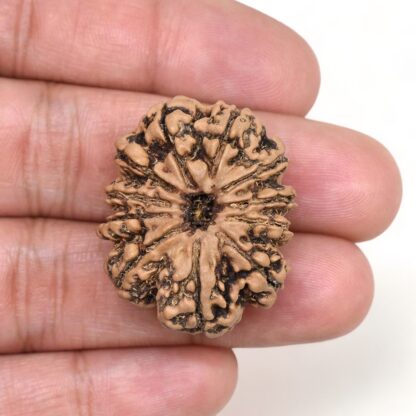 11-Mukhi-Rudraksha-Nepal-Collector-23-Hand