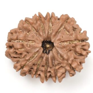 11-Mukhi-Rudraksha-Nepal-Collector-24