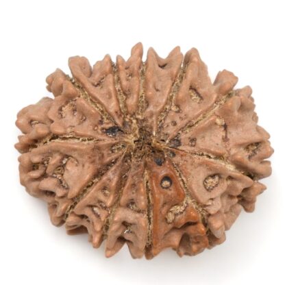 11-Mukhi-Rudraksha-Nepal-Collector-24-Back