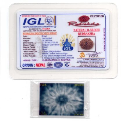 11-Mukhi-Rudraksha-Nepal-Collector-24-Certificate