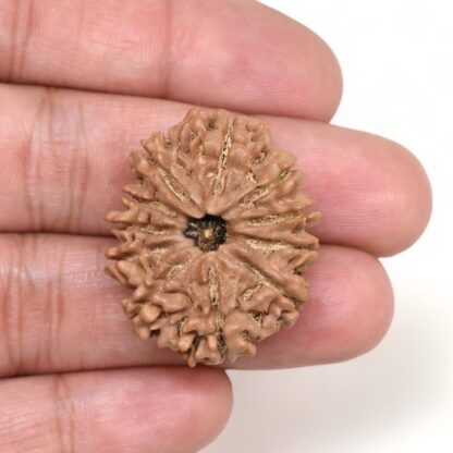 11-Mukhi-Rudraksha-Nepal-Collector-24-Hand