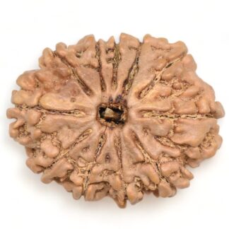 11-Mukhi-Rudraksha-Nepal-Collector-25