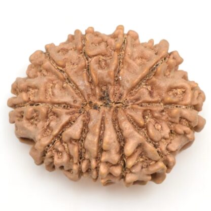 11-Mukhi-Rudraksha-Nepal-Collector-25-Back