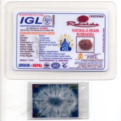 11-Mukhi-Rudraksha-Nepal-Collector-25-Certificate