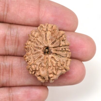 11-Mukhi-Rudraksha-Nepal-Collector-25-Hand