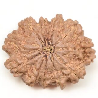 11-Mukhi-Rudraksha-Nepal-Collector-26