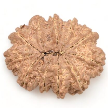11-Mukhi-Rudraksha-Nepal-Collector-26-Back