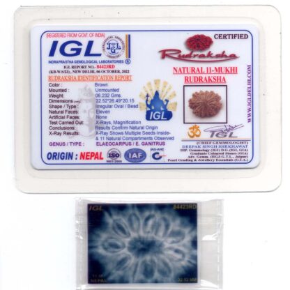 11-Mukhi-Rudraksha-Nepal-Collector-26-Certificate